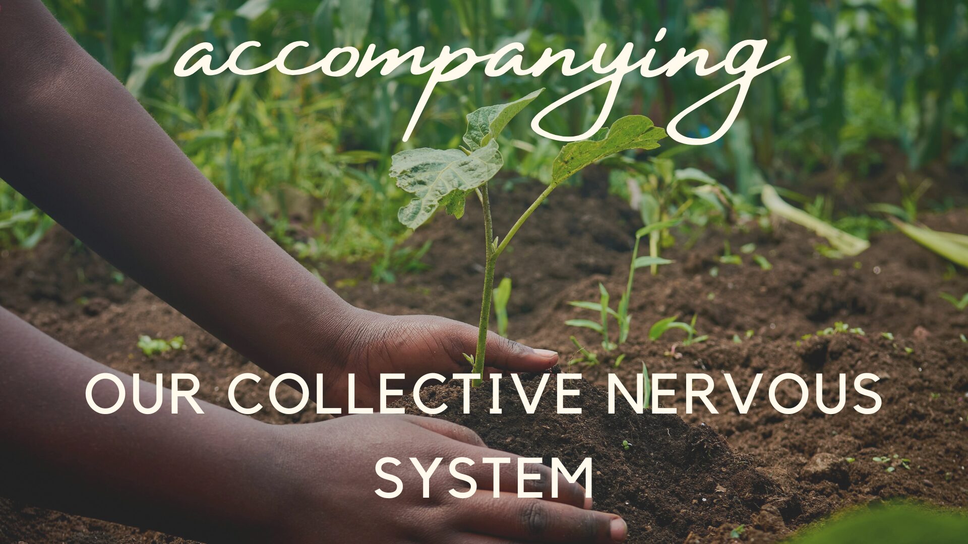 Accompanying Our Collective Nervous System
